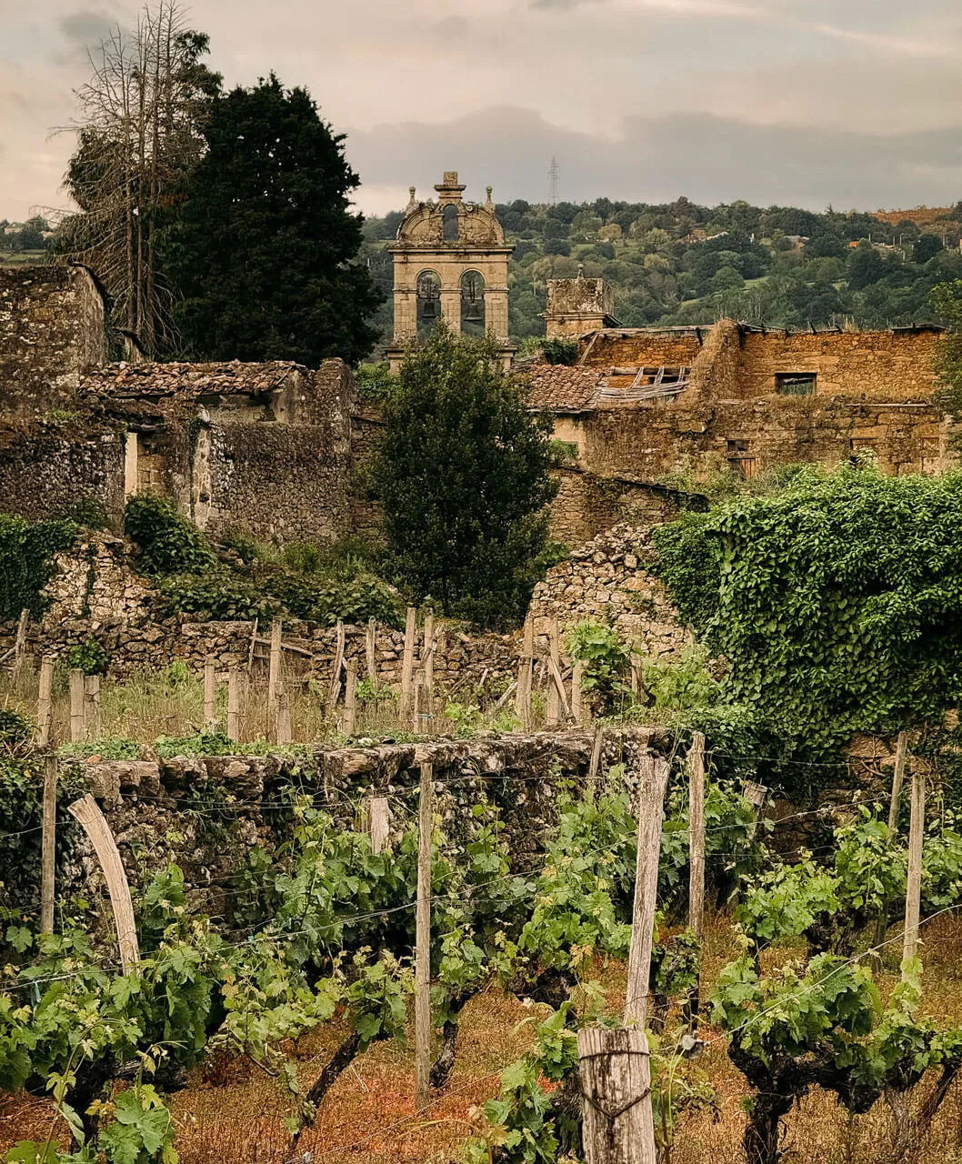 Vineyards and rolling countryside in the Penedès wine region of Catalonia