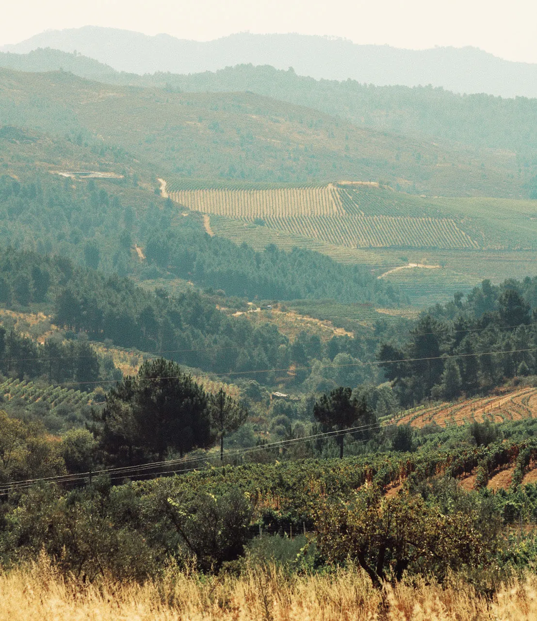 Penedès vineyards near Sitges in Catalonia